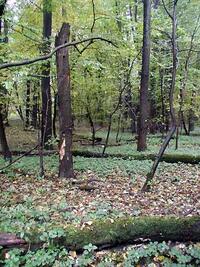 Lužní les na podzim - přírodní rezervace Polanský les, ChKO Poodří