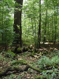 Tvrdý luh v bývalé oboře u zámku v Nové Horce, ChKO Poodří