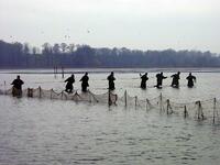 Podzimní výlov rybníka, ChKO Poodří