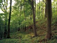 Mokřady Liščího potoka - lesní porst na svahu, ChKO Poodří
