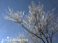 Sněhové království, Pustevny, 13-16.1.2005