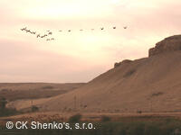 CK SHENKO´S