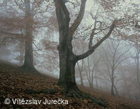 Hukvaldy 037