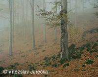 Hukvaldy 040
