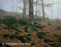 Hukvaldy 041