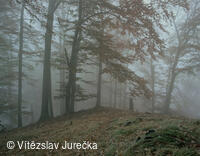 Hukvaldy 043