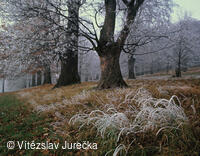 Hukvaldy 046