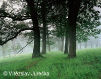 Hukvaldy 061