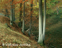 Hukvaldy 071