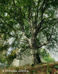 Hukvaldy 078