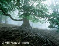 Hukvaldy 007