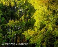 Hukvaldy 020