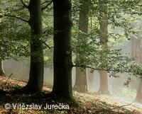 Hukvaldy 022