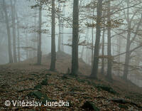 Hukvaldy 044