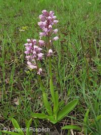 Přírodní památka Lom Rasová