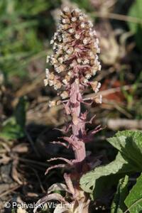 devětsil lékařský