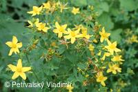třezalka tečkovaná
