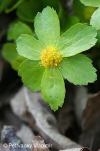 Hvězdnatec čeměřicový