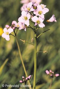 Řeřišnice luční