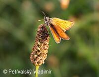 Soumračník metlicový