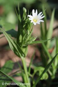 Ptačinec velkokvětý