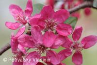 Zámecká jablůňka