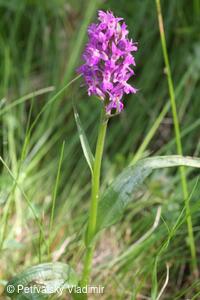 Prstnatec (vstavač) májový