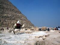 CK Shenkos, Egypt, Giza