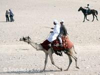 CK Shenkos, Egypt, Giza