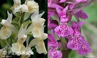 Bílé Karpaty, orchideje